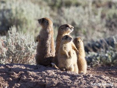 Utah Prairie Dog Day Art Contest - Bryce Canyon National Park (U.S ...