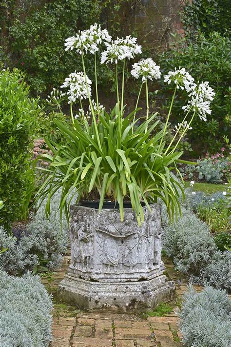 How to Grow Agapanthus in Containers | Gardener’s Path