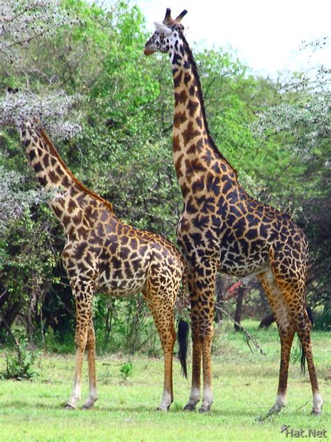 giraffe mating, giraffes of serengeti : Story of Africa