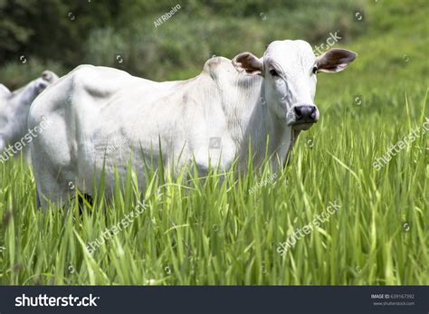 Herd Nelore Cattle Grazing Pasture Stock Photo Shutterstock