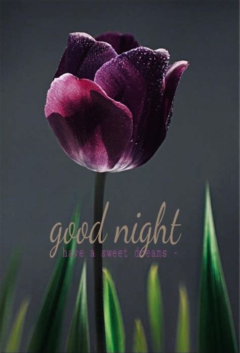 Pin By Ms Bay On Goodnights Good Night Flowers Good Night Sweet