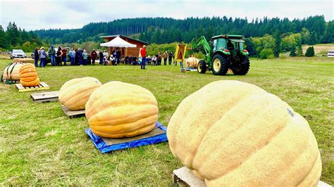 Giant Pumpkin Weigh Off Camano Chamber Of Commerce