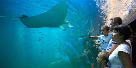 Be Amazed Inside The Giant Nausicaa Aquarium Hauts De France Tourism