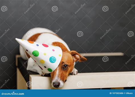 Cute Dog In Carnival Party Hat Stock Photo Image Of Joke