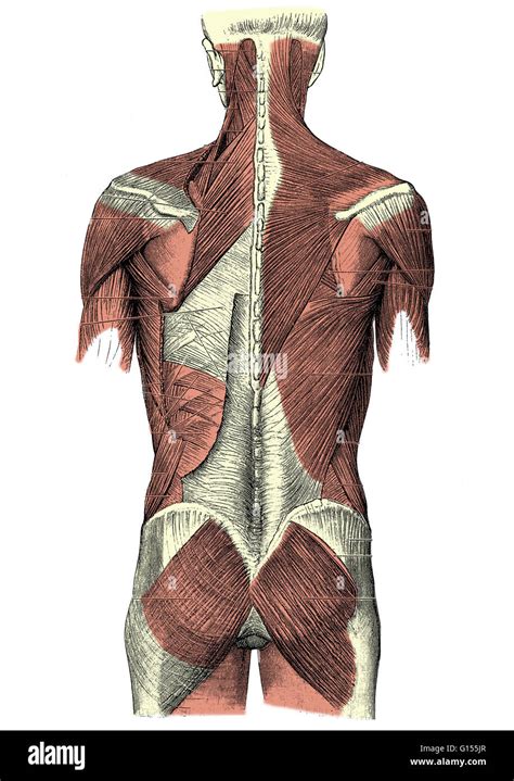 Illustration Of The Superficial Muscles Of The Human Back Stock Photo