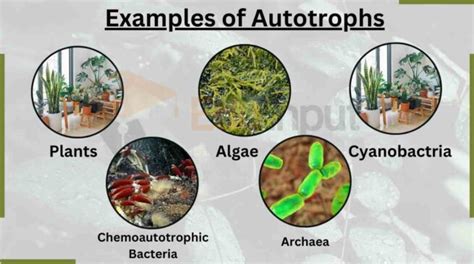 Autotrophs-Origin, Type, and Examples