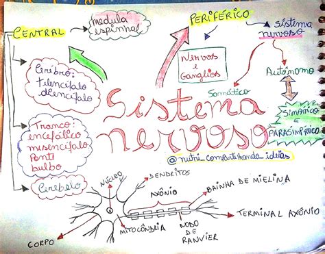 Mapa Mental Sobre Sistema Nervoso Maps Study