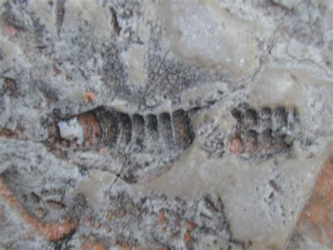 Fossils In Block Of Kaibab Limestone Along Shinumo Creek