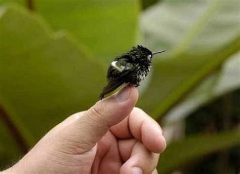 20 Miniature Animals That Will Make Your Day Yes Theyre Real