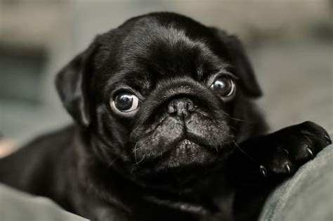 Black Pug Wallpaper - WallpaperSafari