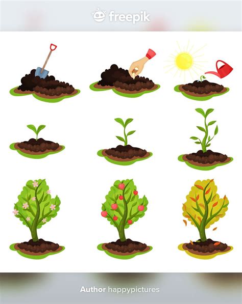 Chilli Pepper Plant Growth Stages Infographic Vector Image On