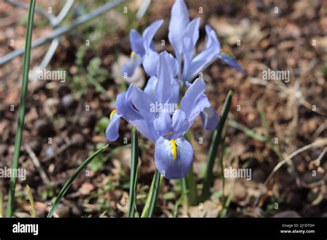 Close up of a blue dwarf iris or Iris reticulata from a garden in ...