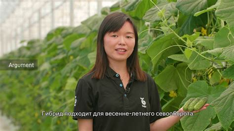 Новинки огурцов Бейо - YouTube