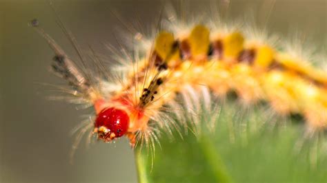 Fuzzy Caterpillar :: Behance