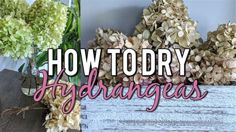 How To Dry Hydrangeas In Water Naturally Beautiful Dried Flower Bouquet