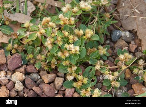 Clump Of Prickly Weed Species Bindii Soliva Pterosperma Showing