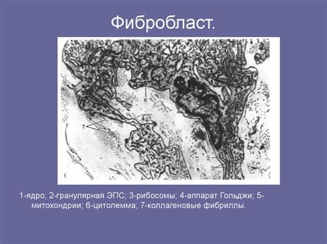 Собственно соединительные ткани - презентация онлайн