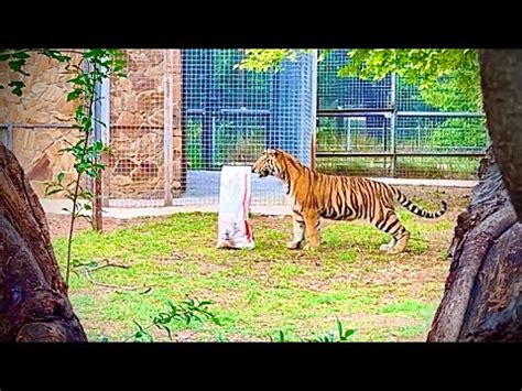 Как СМЕЛЫЙ тигр для ТРУСЛИВЫХ львят курочек принес! Тайган - YouTube