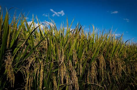 Produção De Arroz No Brasil Pode Ser A Maior Em Sete Anos Roraima
