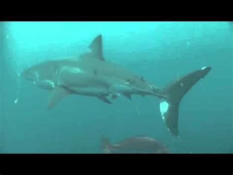 Planet Carnivore Planet Carnivore Oceans Great White Shark Youtube