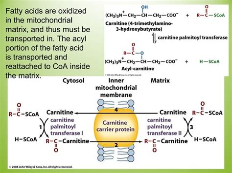 Lipid biosynthesis | PPT