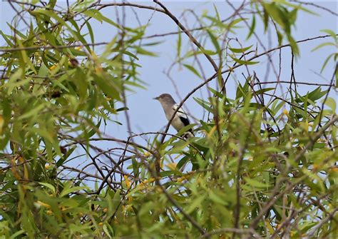 White Shouldered Starling Sturnia Sinensis Thap Yao Rice Fields Lat