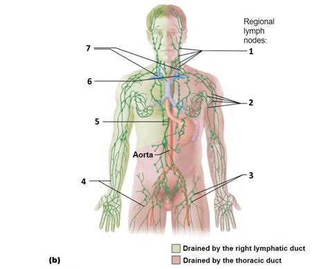 AP 242 Lymphatic System Diagram Quizlet