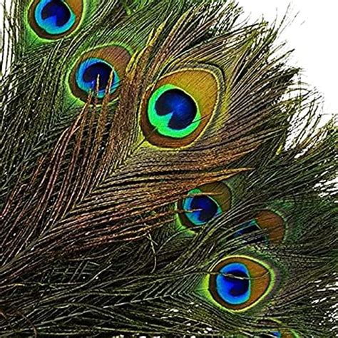 50PCS Natural Peacock Feathers With Eye Peacock Tail Feathers 10 12inch