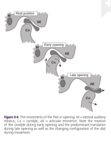 Anatomy And Radiographs Of The TMJ Flashcards Quizlet