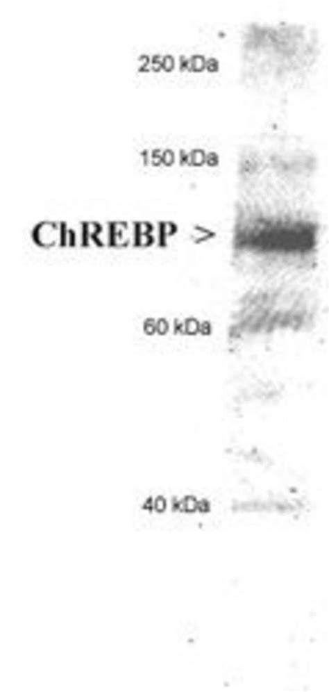 Chrebp Polyclonal Antibody Invitrogen L Unconjugated Fisher