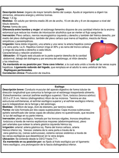 Fichas anatomia Hígado Descripción breve órgano de mayor tamaño