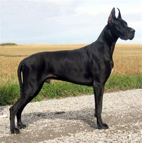 Best Large Dog Breeds | Petlife