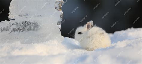 Premium Photo Decorative White Rabbit In The Snow