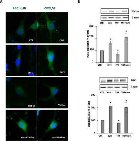 Curcumin Protects From The Effect Of Tnf On Pgc And Cox