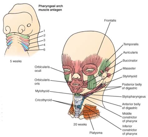 Pharyngeal Arches and Face Flashcards | Quizlet