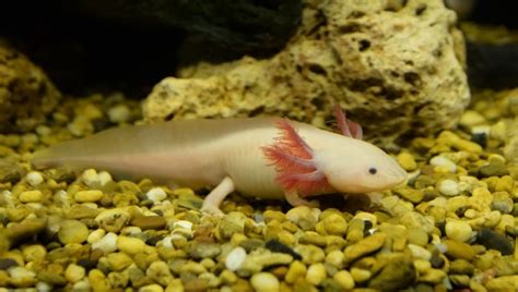 The magic of axolotl genes...revealed? - Owl Connected