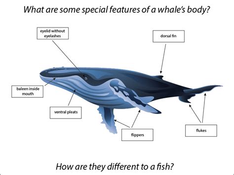 Body Part Features Of A Whale 1slide Studyladder Interactive