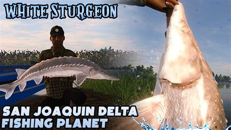 SET UP SAN JOAQUIN DELTA FARMING WHITE STURGEON FISHING PLANET YouTube