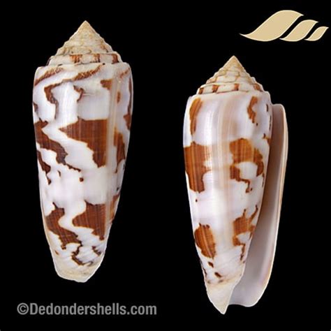 Conus Gubernator De Donder Shells