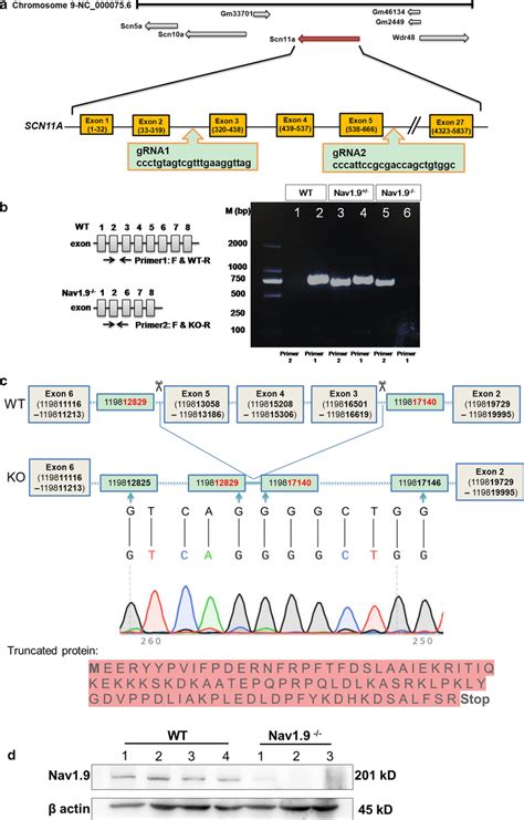 CRISPR Cas 9 Mediated Generation Of A Nav1 9 Mouse Model A A