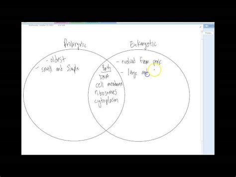 Prokaryotic And Eukaryotic Cells Venn Diagram