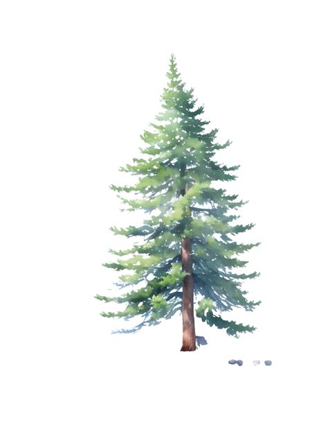 Pine Tree Watercolor 33289495 Png