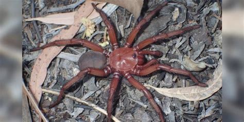 Mirip Tarantula, Laba-Laba Raksasa Langka Ini Ditemukan di Pinggir Jalan | merdeka.com