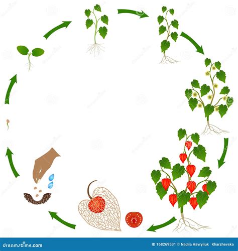 Angiosperm Life Cycle Diagram Of Life Cycle Of Flowering Plant With