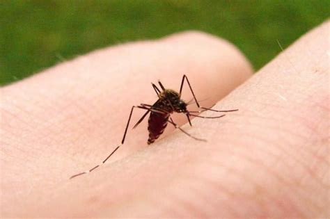 Ученые рассказали, каких людей комары кусают чаще http://oane.ws/2017 ...