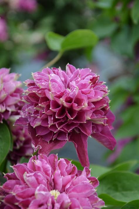 Clematis Hot love LOISTOKÄRHÖ Paratiisin Taimitarha