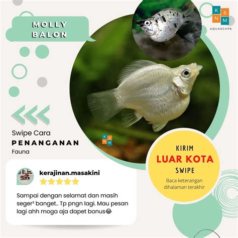 Jual Molly Moly Platy Balon Ikan Hias Air Tawar Aquarium Aquascape