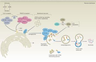 Impact Of Context Dependent Autophagy States On Tumor Progression