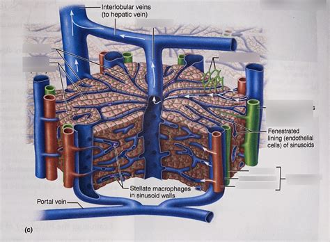 Liver And Hepatocytes Diagram Quizlet