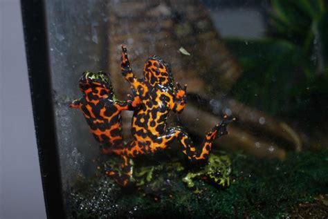 Fire Bellied Toad Learn About Nature